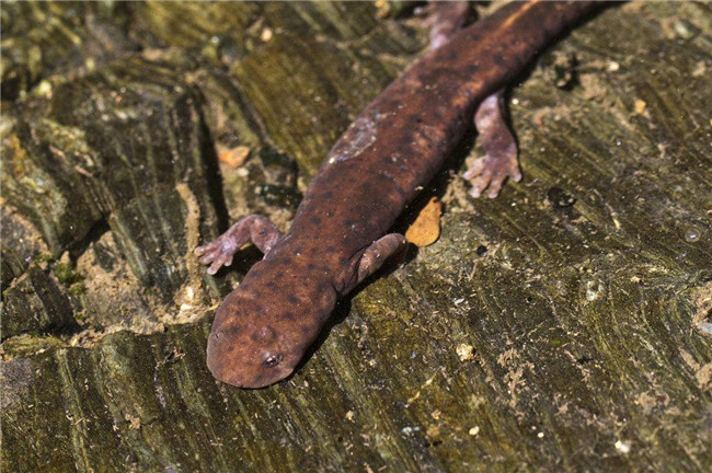 广东连山金子山发现迷你娃娃鱼原来是东方蝾螈