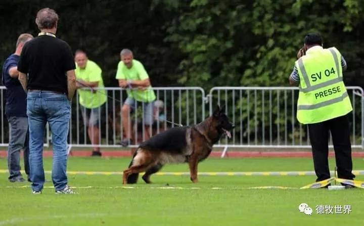 德牧图集2018svv1阿萨普asapvomaldamar