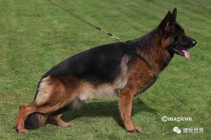 德牧图集2018svv1阿萨普asapvomaldamar