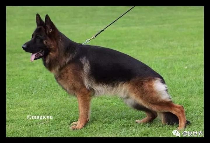 德牧图集2018svv1阿萨普asapvomaldamar