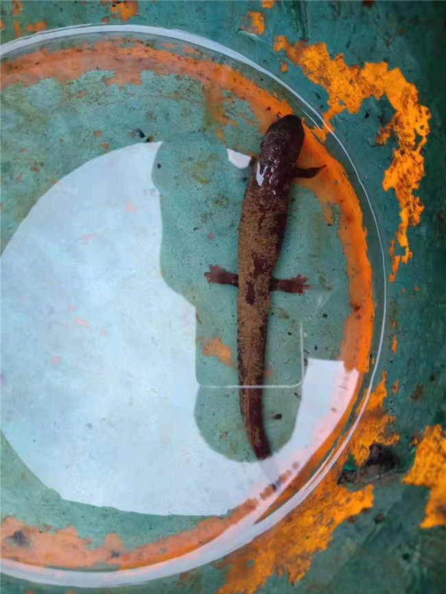 蝾螈是娃娃鱼吗 新浪网