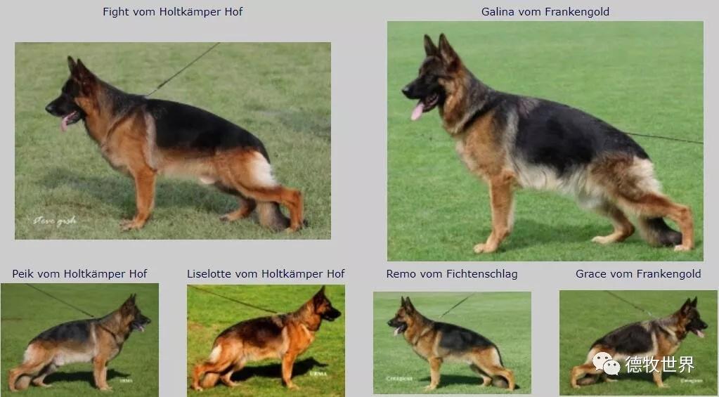 德牧图集2018svv1阿萨普asapvomaldamar