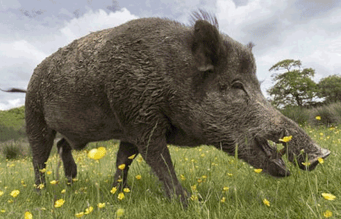 专门被设计用来狩猎野猪的刀具了解一下