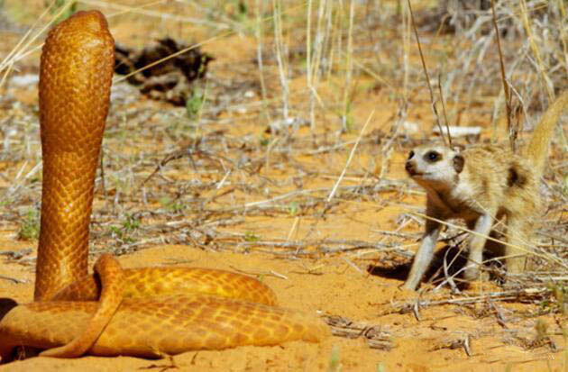 一群狐獴遇到一条眼镜蛇却不敢攻击原来它们知道了真相