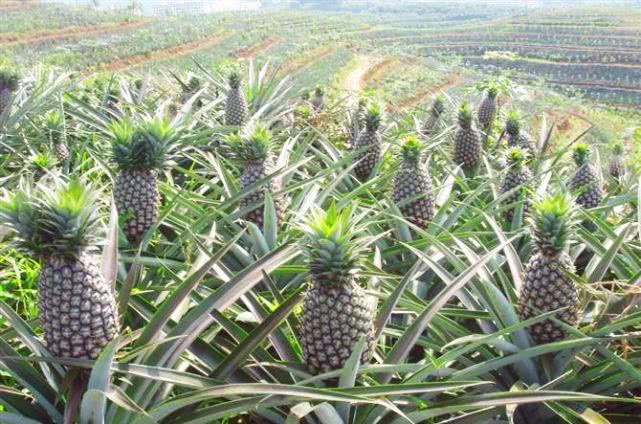 助于消化减肥甜蜜的水果菠萝种植要点有这些