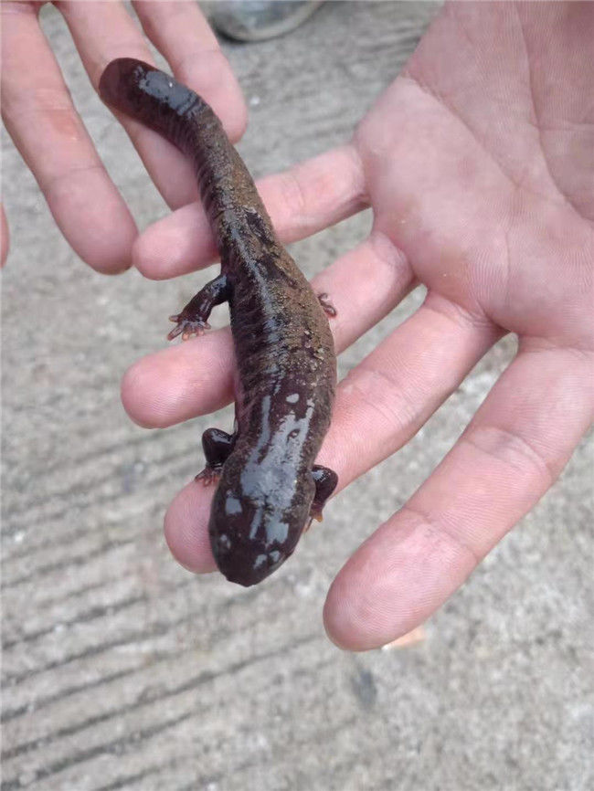 广东连山金子山发现一种山坑鱼长相美丽却不能吃