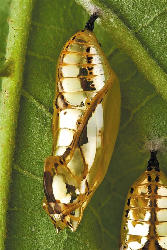 这蝴蝶蛹可以拿来做胸针了