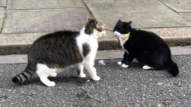 职场如战场,英国两大猫咪捕鼠官街头斗殴,精彩程度赛宫斗