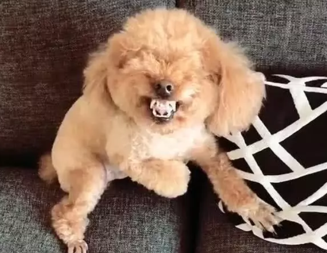 泰迪狗狗暴脾气主人不给吃零食狗狗龇牙咧嘴