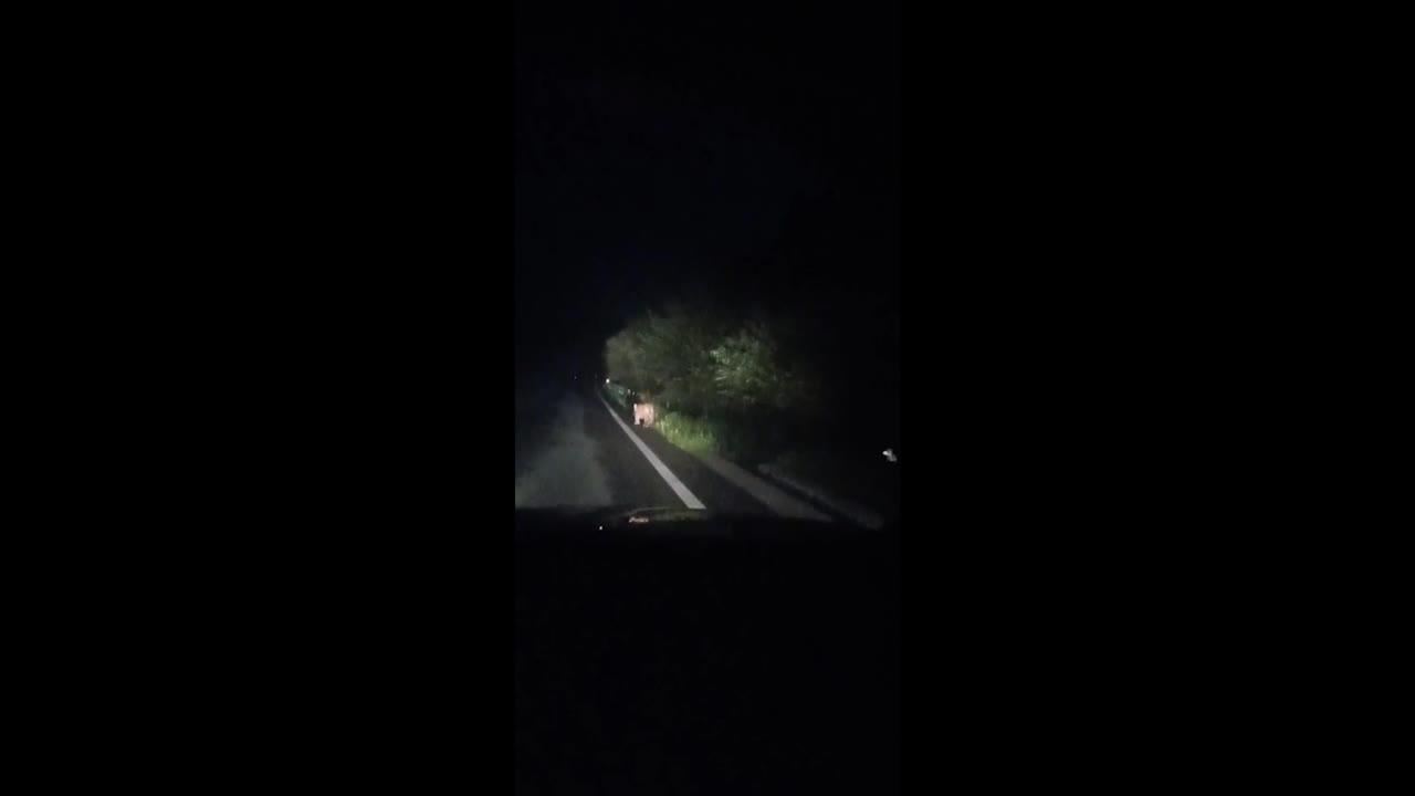 东北虎视频:吉林珲春拍到亚成年野生东北虎 横穿公路与人对视