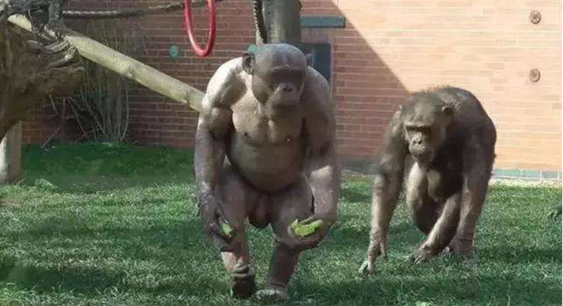 猩猩是一种通人性的动物,它们的感情和人类的感情也是很像,所以,它们