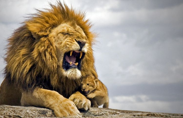 游客偶然拍到野牛大战雄狮一招决胜负