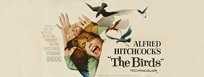 希区柯克诞辰120周年 | 由《群鸟》引发的"恐鸟症"
