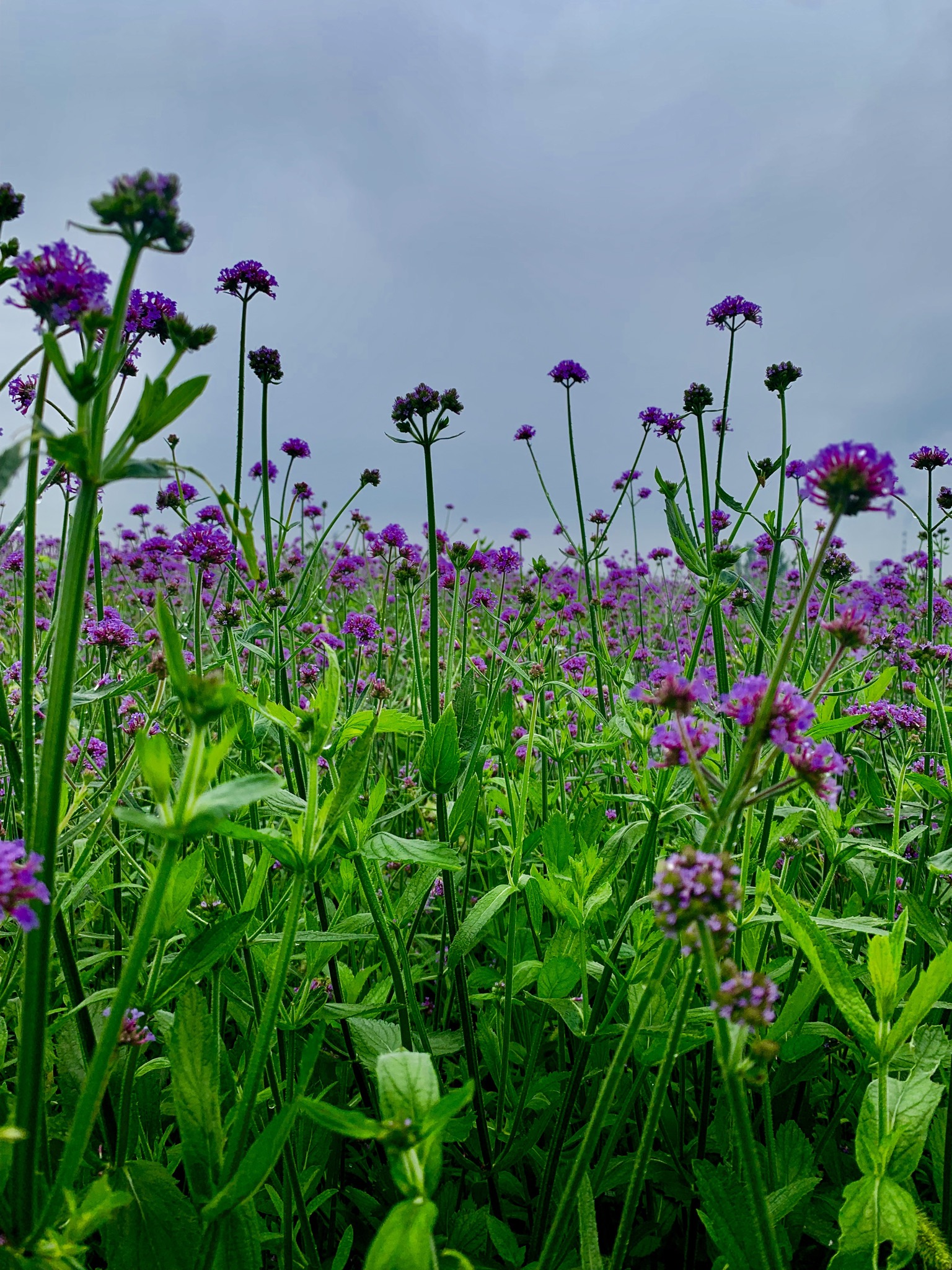 章丘平陵古城有片浪漫花海,马鞭草绽放紫色"普罗旺斯"