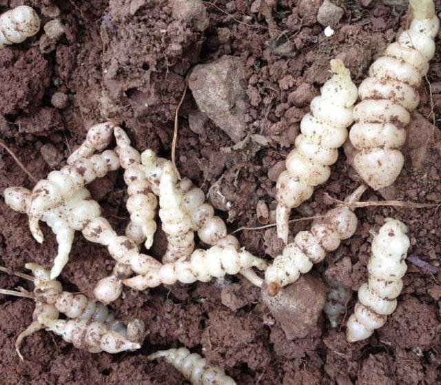 有名称的,叫做宝塔菜,不过别称也比较多,像地环,地蚕,土人参,草石蚕等