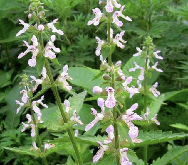 农田里,生长着1种"杂草",人称"地环",1公斤"70