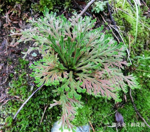 节节草烧成灰加生菜油有什么功效？