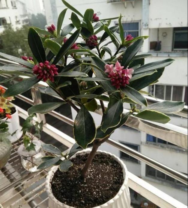 金边瑞香,修剪掐"吉时",酷热夏季管住手,秋风起,"祥瑞"