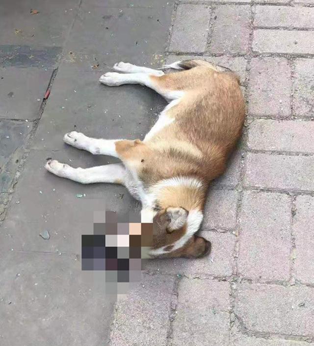 狗狗高空坠下砸车而死,物业称是狗自己跳的,车主:狗还会自杀?