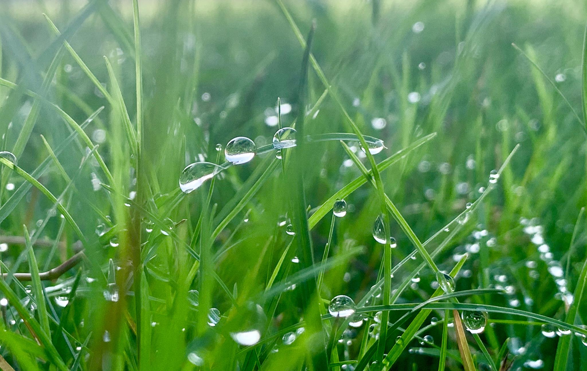 小草带着雨露的图片图片