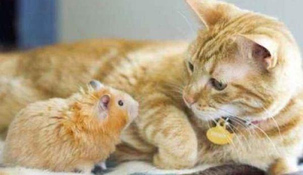 国外一家咖啡店,猫鼠一家亲,老鼠照顾猫?老板是真敢想