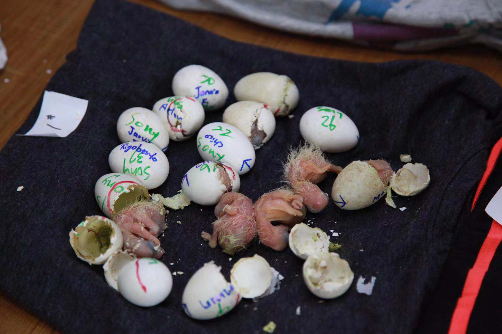 海关查获244枚鹦鹉蛋移交动物园孵出小鹦鹉