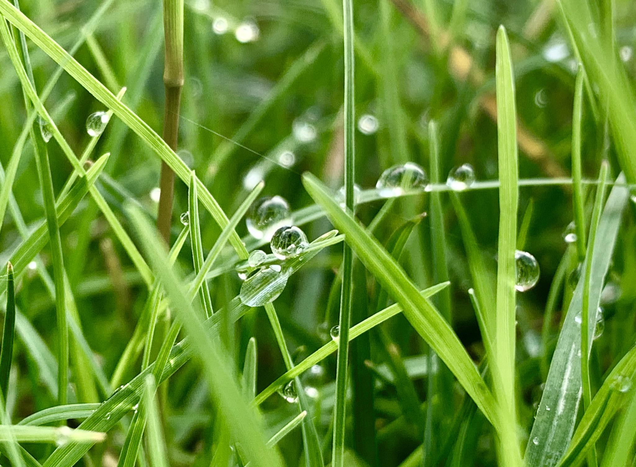 在济南交通技师学院校园里,清晨的小草儿带着晶莹的露珠,在阳光下舒展