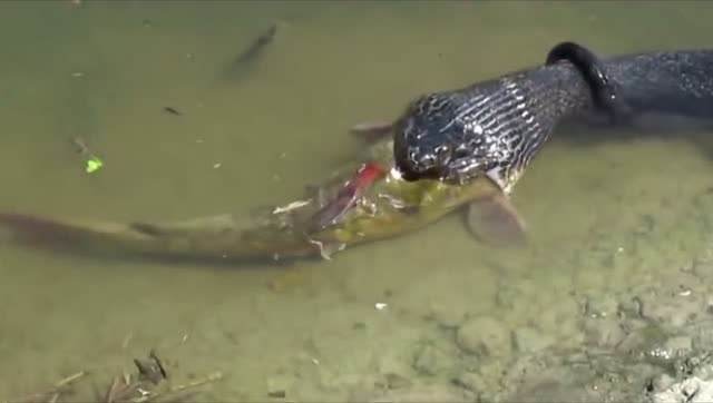 广东男子浴室发现大蛇,疑似被鱼腥味引来,