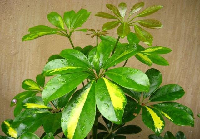 鸭掌木寓意好摆在家里招财旺运掐个枝埋盆里蹭蹭长出一小盆