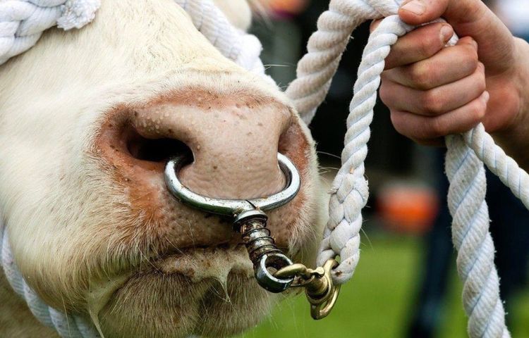 来到印度旅游,看到戴鼻环的女性别搭讪,导游:否则后果自负!