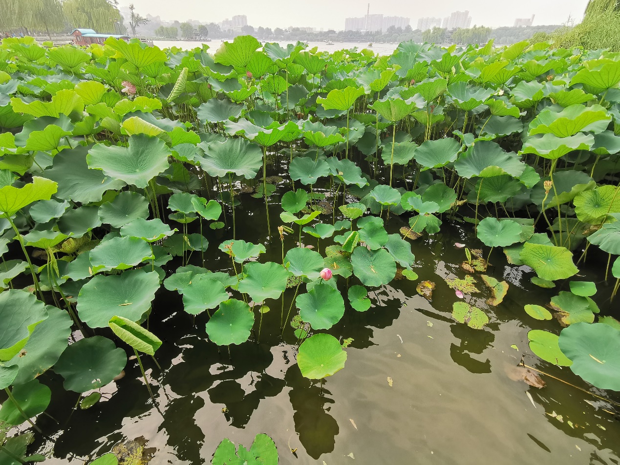 中国第一泉水湖,荷花要比西湖更加美丽,历史超过千年