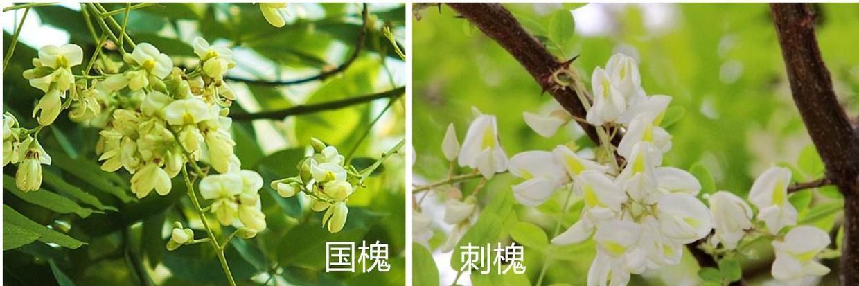 国槐苗木