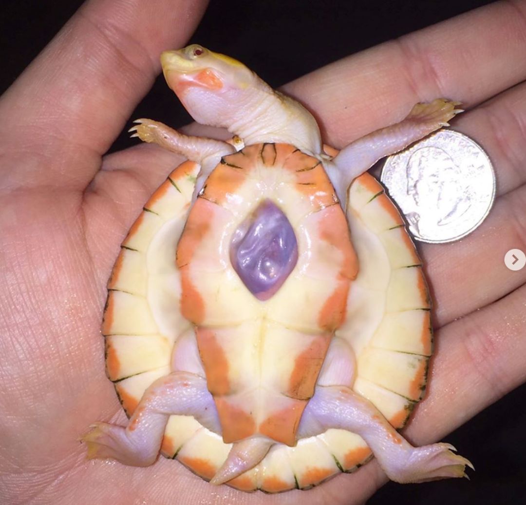 世上唯一一只心脏外露的乌龟,在主人的照顾下坚强存活