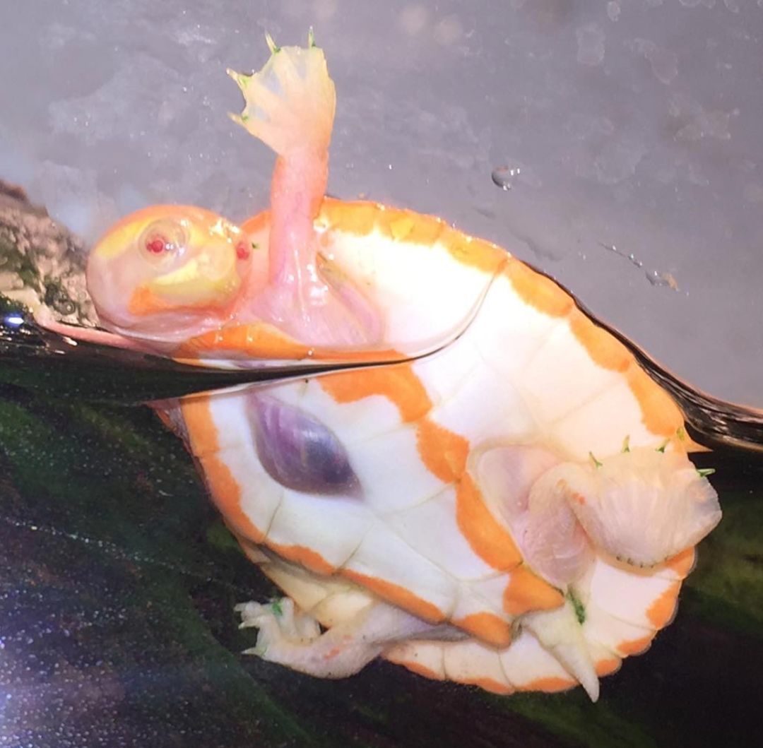 世上唯一一只心脏外露的乌龟,在主人的照顾下坚强存活