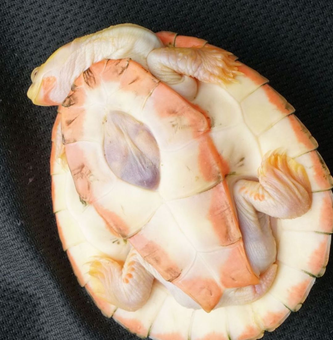 世上唯一一只心脏外露的乌龟,在主人的照顾下坚强存活