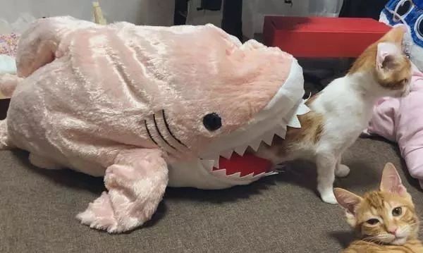 戏精猫假装自己被"鲨鱼"咬,表情惊恐|猫咪|猫窝|鲨鱼_新浪新闻