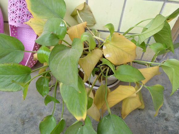 绿萝黄叶的6大原因对症治花病轻松解决