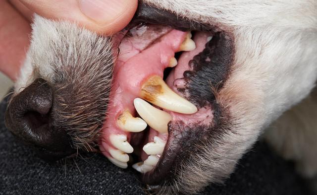 狗狗牙黄还口臭?是牙结石惹的祸,主人可以自己给狗狗去牙结石