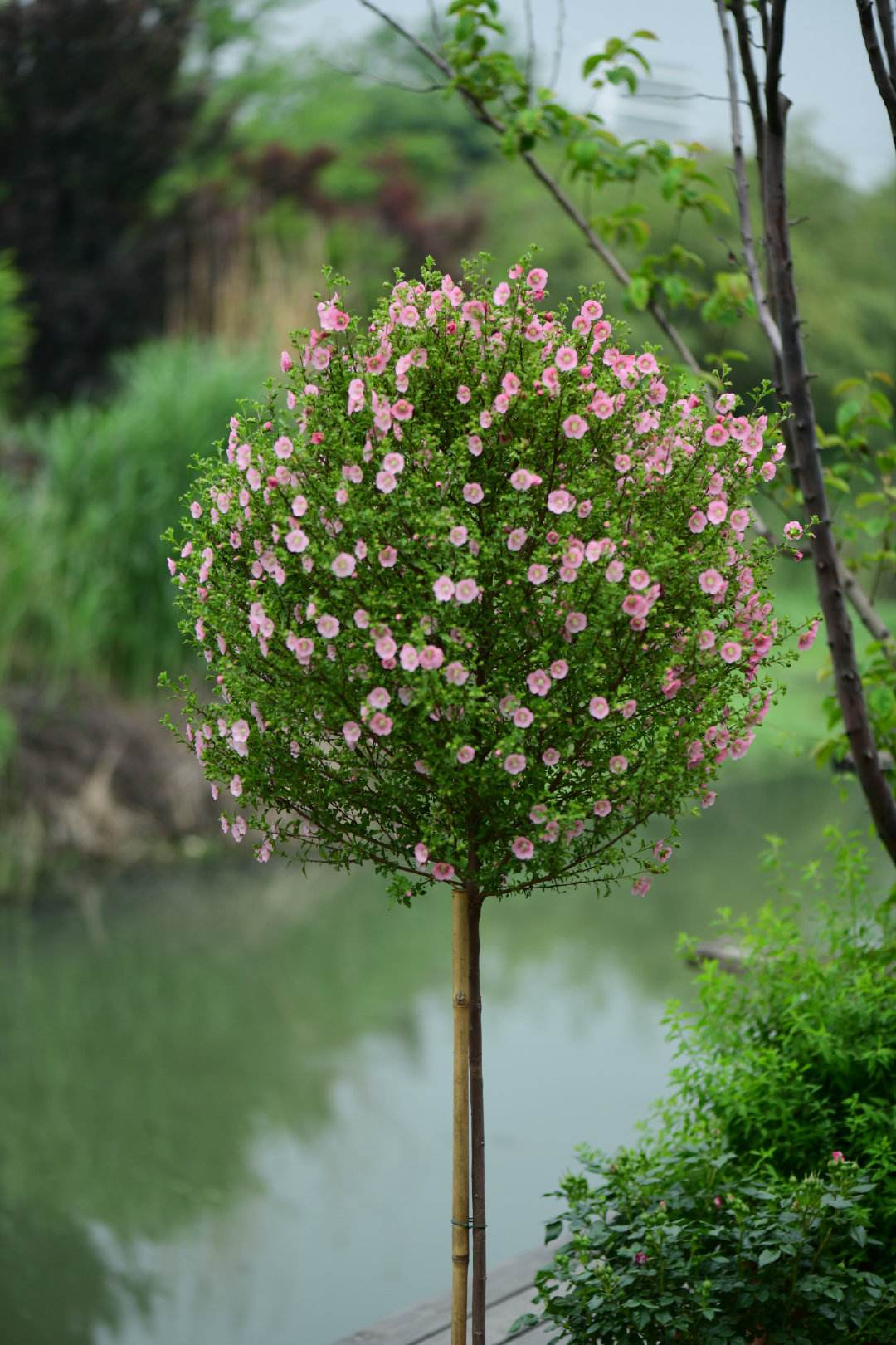 网红小木槿棒棒糖形状最讨喜看看是怎样养成的吧