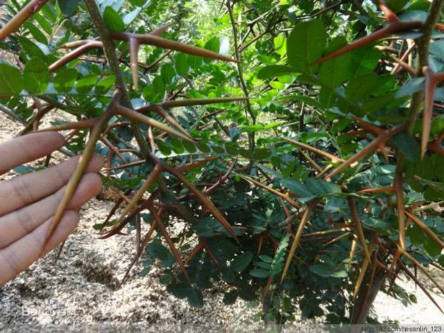 刺树上结出"稀罕米",殊不知是宝,遇到请珍惜!