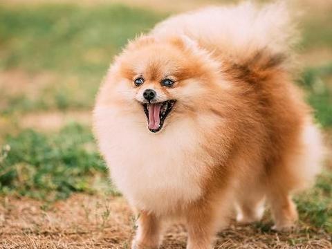 博美犬骨折该怎么办 饲养它们需小心 安全问题最为重要 博美犬骨折该怎么办 饲养它们需小心 安全问题最为重要