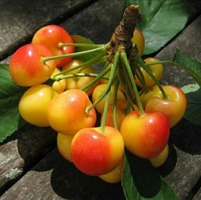 美国红樱桃,日本方西瓜,法国白草莓,网友:我国也有独家水果!