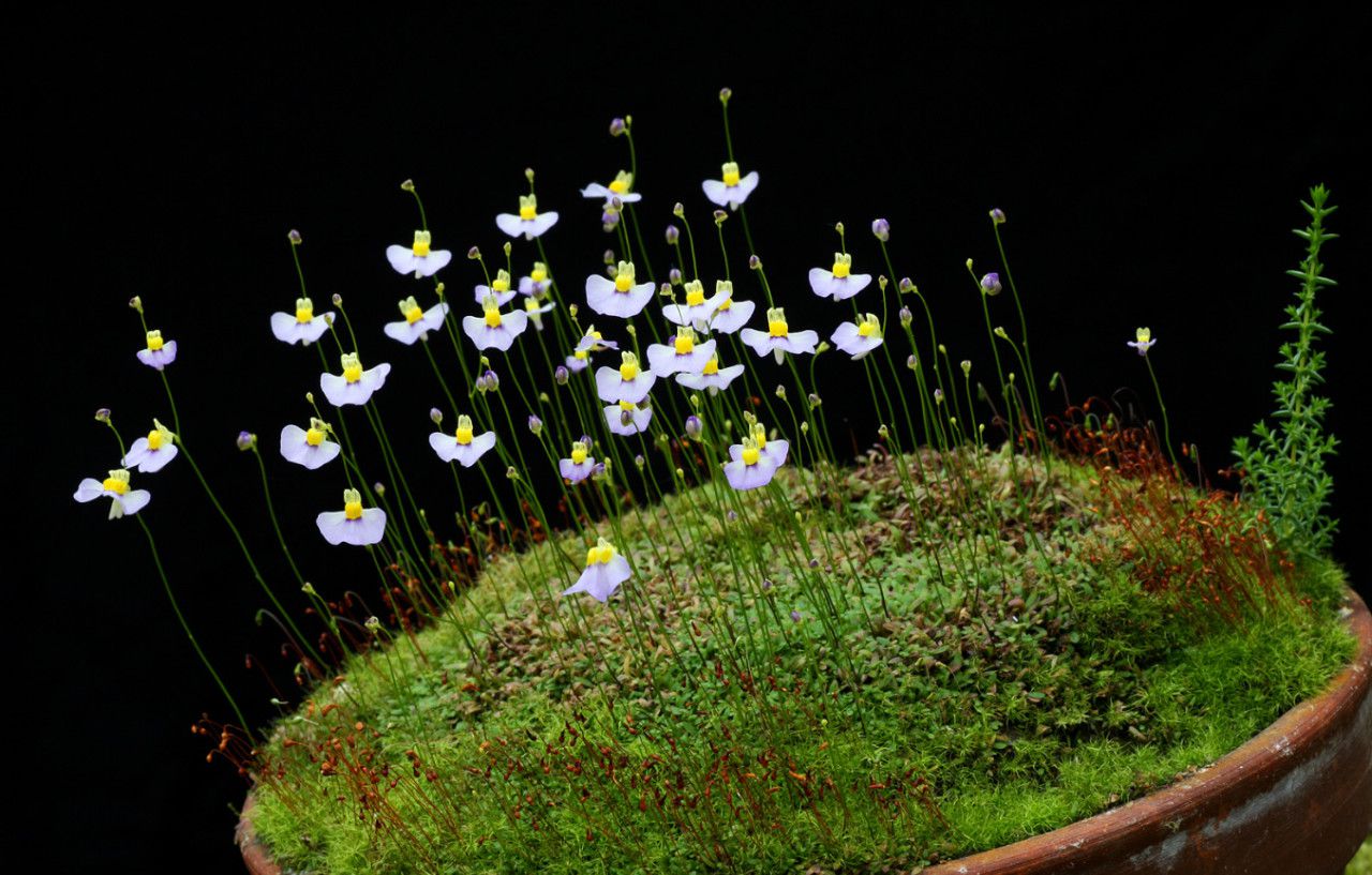 长相特别可爱的7种盆栽植物,惹人喜欢的小花,养窗台正适合