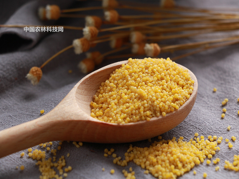 壮观幽谧岩山寺!一县一品公益助农,山西繁峙特色农产品黄米