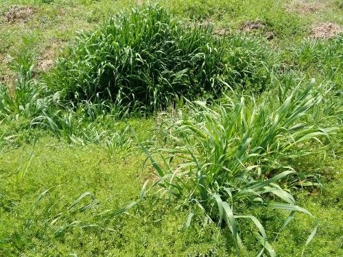 老奶奶在割猪草的时候捡到一个小女孩10年后小女孩的父母来了