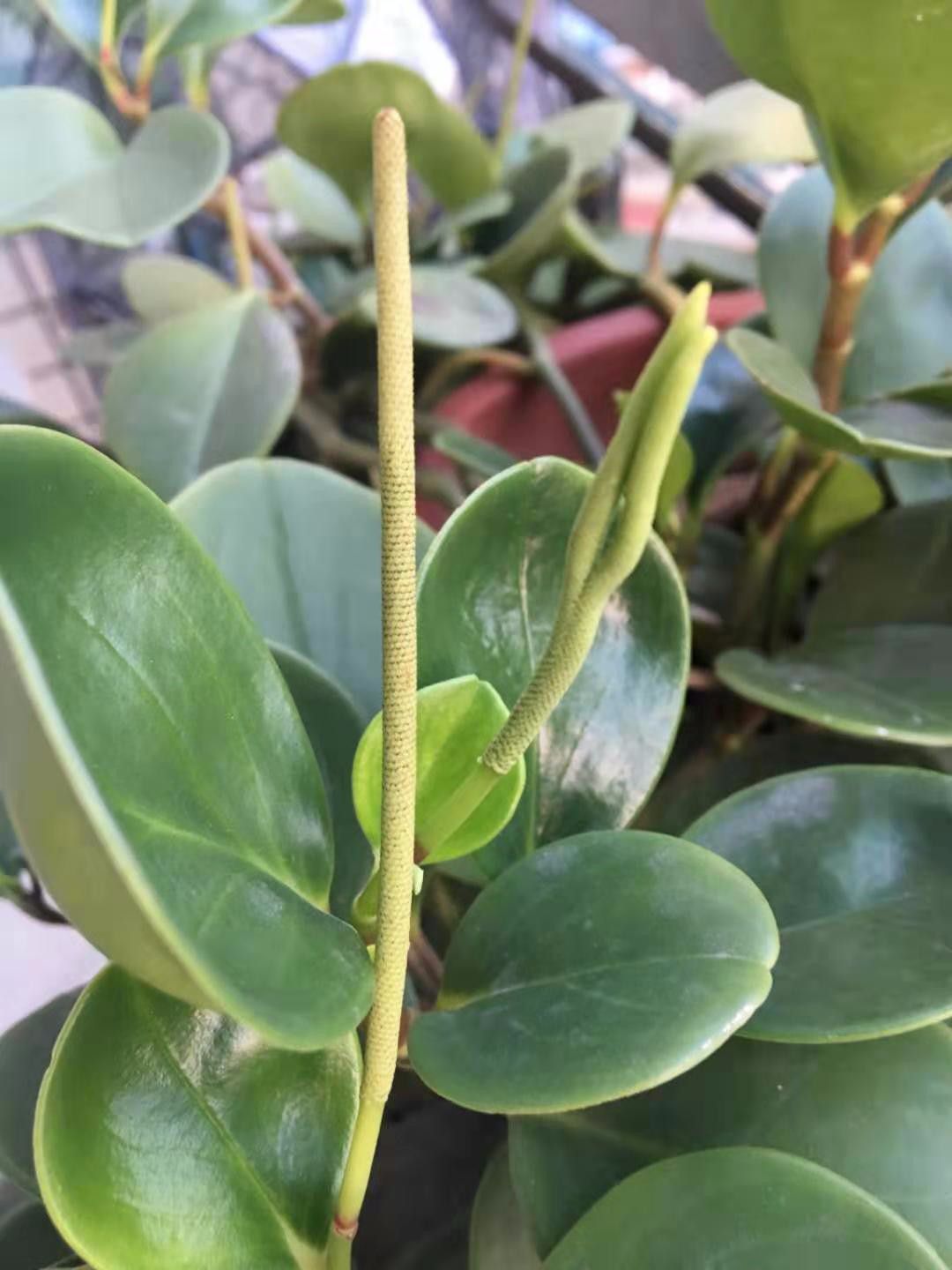 豆瓣绿养阳台上不断开花,花朵太丑被剪掉,还是适合养成观叶植物