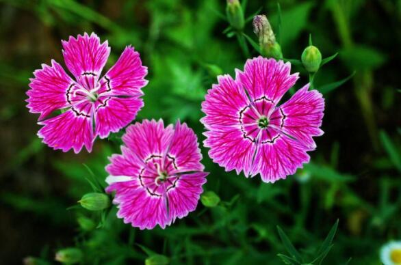 喜欢养花,不如养盆石竹梅,开花量多还鲜艳,超美的!