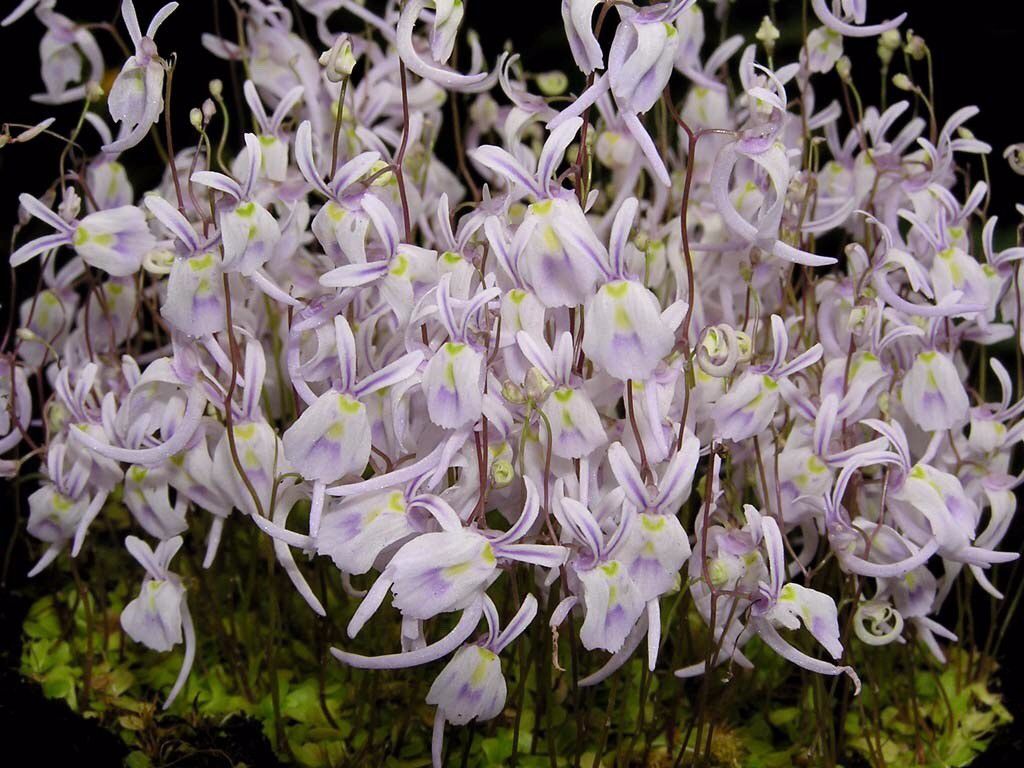 看到小白兔狸藻却想买不敢买那是因为你不会养我的可常年开花