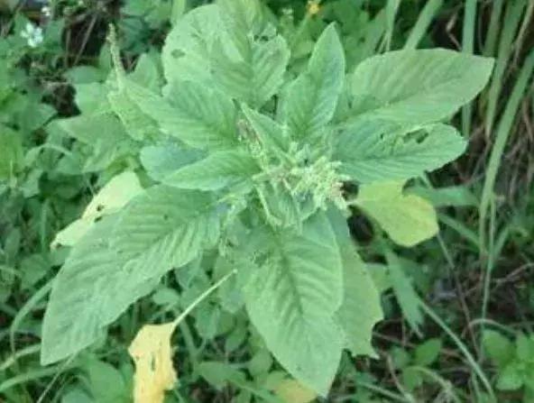 农村常见的野菜,本是入侵物种,在我国成功走上了餐桌,成为美味