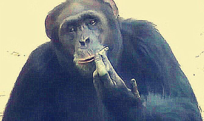 大猩猩:给俺来口!看到它抽烟姿势:绝对是人假扮的